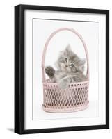 Maine Coon Kitten, 7 Weeks, Playing in a Basket-Mark Taylor-Framed Photographic Print