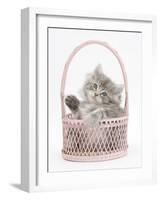 Maine Coon Kitten, 7 Weeks, Playing in a Basket-Mark Taylor-Framed Photographic Print