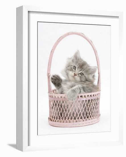 Maine Coon Kitten, 7 Weeks, Playing in a Basket-Mark Taylor-Framed Photographic Print