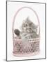 Maine Coon Kitten, 7 Weeks, Playing in a Basket-Mark Taylor-Mounted Photographic Print