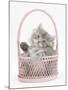 Maine Coon Kitten, 7 Weeks, Playing in a Basket-Mark Taylor-Mounted Photographic Print