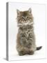 Maine Coon Kitten, 7 Weeks, Sitting Up-Mark Taylor-Stretched Canvas