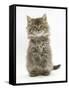 Maine Coon Kitten, 7 Weeks, Sitting Up-Mark Taylor-Framed Stretched Canvas