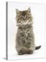 Maine Coon Kitten, 7 Weeks, Sitting Up-Mark Taylor-Stretched Canvas