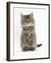 Maine Coon Kitten, 7 Weeks, Sitting Up-Mark Taylor-Framed Photographic Print