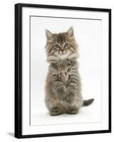 Maine Coon Kitten, 7 Weeks, Sitting Up-Mark Taylor-Framed Photographic Print