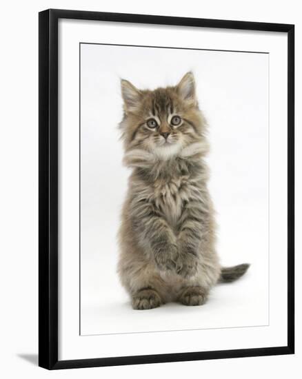 Maine Coon Kitten, 7 Weeks, Sitting Up-Mark Taylor-Framed Photographic Print