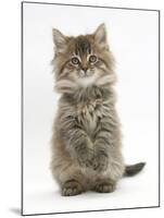 Maine Coon Kitten, 7 Weeks, Sitting Up-Mark Taylor-Mounted Photographic Print