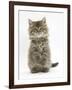 Maine Coon Kitten, 7 Weeks, Sitting Up-Mark Taylor-Framed Photographic Print