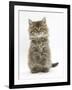 Maine Coon Kitten, 7 Weeks, Sitting Up-Mark Taylor-Framed Photographic Print