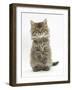 Maine Coon Kitten, 7 Weeks, Sitting Up-Mark Taylor-Framed Photographic Print