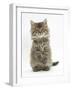 Maine Coon Kitten, 7 Weeks, Sitting Up-Mark Taylor-Framed Photographic Print