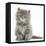 Maine Coon Kitten, 7 Weeks, Sitting-Mark Taylor-Framed Stretched Canvas