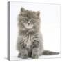 Maine Coon Kitten, 7 Weeks, Sitting-Mark Taylor-Stretched Canvas