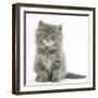 Maine Coon Kitten, 7 Weeks, Sitting-Mark Taylor-Framed Photographic Print