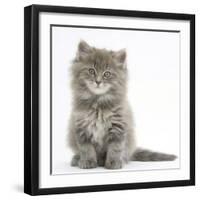 Maine Coon Kitten, 7 Weeks, Sitting-Mark Taylor-Framed Photographic Print