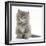 Maine Coon Kitten, 7 Weeks, Sitting-Mark Taylor-Framed Photographic Print