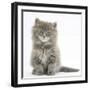 Maine Coon Kitten, 7 Weeks, Sitting-Mark Taylor-Framed Photographic Print