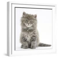 Maine Coon Kitten, 7 Weeks, Sitting-Mark Taylor-Framed Photographic Print