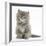 Maine Coon Kitten, 7 Weeks, Sitting-Mark Taylor-Framed Photographic Print