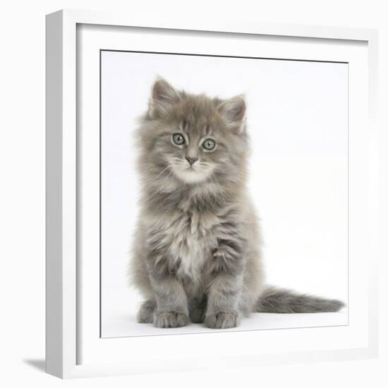 Maine Coon Kitten, 7 Weeks, Sitting-Mark Taylor-Framed Photographic Print