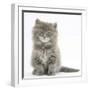 Maine Coon Kitten, 7 Weeks, Sitting-Mark Taylor-Framed Photographic Print