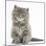 Maine Coon Kitten, 7 Weeks, Sitting-Mark Taylor-Mounted Photographic Print