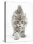 Maine Coon Kitten, 7 Weeks, Stretching-Mark Taylor-Stretched Canvas