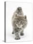 Maine Coon Kitten, 7 Weeks, Stretching-Mark Taylor-Stretched Canvas