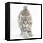 Maine Coon Kitten, 7 Weeks, Stretching-Mark Taylor-Framed Stretched Canvas