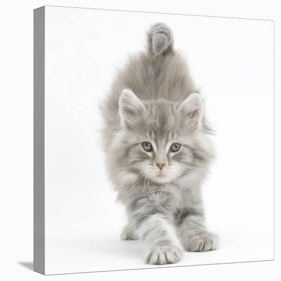 Maine Coon Kitten, 7 Weeks, Stretching-Mark Taylor-Stretched Canvas