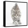 Maine Coon Kitten, 7 Weeks, Stretching-Mark Taylor-Framed Stretched Canvas