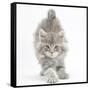 Maine Coon Kitten, 7 Weeks, Stretching-Mark Taylor-Framed Stretched Canvas