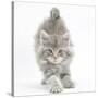 Maine Coon Kitten, 7 Weeks, Stretching-Mark Taylor-Stretched Canvas