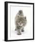 Maine Coon Kitten, 7 Weeks, Stretching-Mark Taylor-Framed Photographic Print