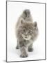 Maine Coon Kitten, 7 Weeks, Stretching-Mark Taylor-Mounted Photographic Print