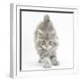 Maine Coon Kitten, 7 Weeks, Stretching-Mark Taylor-Framed Photographic Print