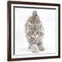 Maine Coon Kitten, 7 Weeks, Stretching-Mark Taylor-Framed Photographic Print