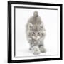 Maine Coon Kitten, 7 Weeks, Stretching-Mark Taylor-Framed Photographic Print