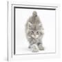 Maine Coon Kitten, 7 Weeks, Stretching-Mark Taylor-Framed Photographic Print