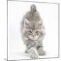 Maine Coon Kitten, 7 Weeks, Stretching-Mark Taylor-Mounted Photographic Print