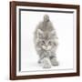 Maine Coon Kitten, 7 Weeks, Stretching-Mark Taylor-Framed Photographic Print