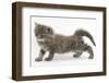 Maine Coon Kitten, 7 Weeks, Stretching-Mark Taylor-Framed Photographic Print