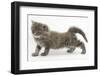 Maine Coon Kitten, 7 Weeks, Stretching-Mark Taylor-Framed Photographic Print