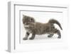 Maine Coon Kitten, 7 Weeks, Stretching-Mark Taylor-Framed Photographic Print