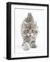 Maine Coon Kitten, 7 Weeks, Stretching-Mark Taylor-Framed Photographic Print