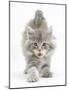 Maine Coon Kitten, 7 Weeks, Stretching-Mark Taylor-Mounted Photographic Print