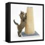 Maine Coon Kitten, 7 Weeks, Using a Scratch Post-Mark Taylor-Framed Stretched Canvas