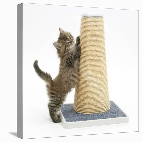 Maine Coon Kitten, 7 Weeks, Using a Scratch Post-Mark Taylor-Stretched Canvas