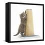 Maine Coon Kitten, 7 Weeks, Using a Scratch Post-Mark Taylor-Framed Stretched Canvas